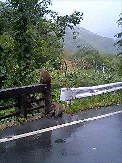 橋の欄干にて猿遊ぶ