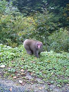 山奥の野猿公園カヨ(~_~)