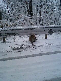 猿は喜び♪道路駆け回る♪♪