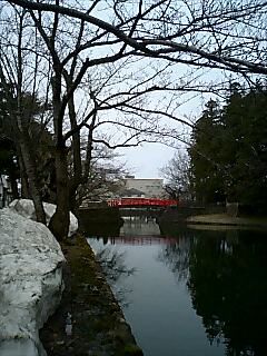 上杉神社周辺　桜の開花情報　４月11日時点