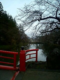 上杉神社 桜開花？画像