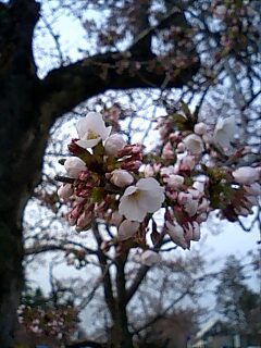 上杉神社周辺開花確認