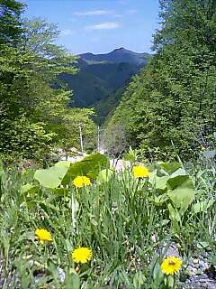 あっ晴れぇ～　山奥の新緑