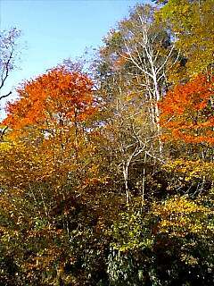 山奥（標高1126m）の紅葉は“今”がピーク！