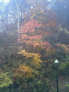 嵐に耐えた紅葉（標高1126m・山奥の一軒宿）