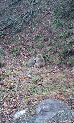 山奥の野生猿に出くわす。