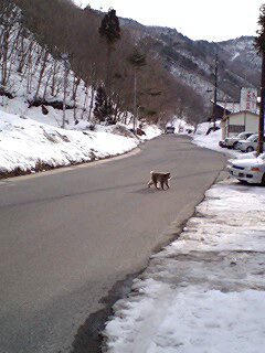 猿（●＾o＾●）横断中（天元台湯元駅前道路）