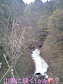 山奥に桜と残雪。春はこれから