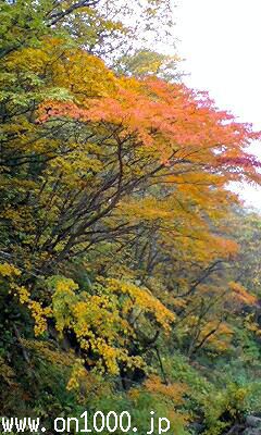 【秘湯♪紅葉情報】10月23日キター　タキミー？！