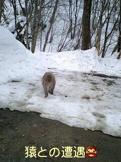 【猿との遭遇】目を合わせてはイケません。