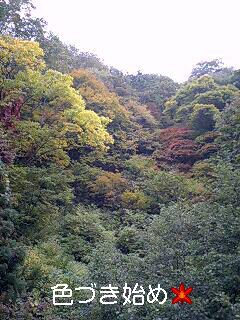 予定通り？！・・・紅葉の色つきはじめです。