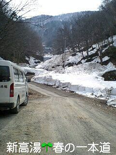 春に・・・新高湯一本道