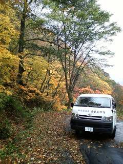 小雨に濡れる紅葉こそチャンス　byアングルサクソン？！