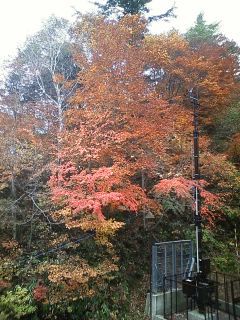 FOMA紅葉が見ごろ【山奥の宿前】