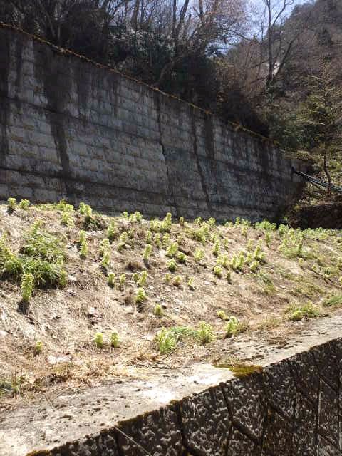 秘湯の宿裏にはフキノトウ畑？（観賞用）