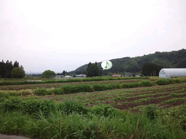 南原地区にある【トトロの木（森）】を遠目に捉えた。