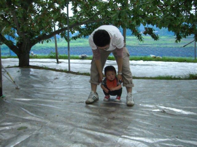 【雨天大歓迎】さくらんぼ園は雨でもノープロブレム