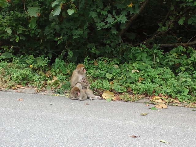 三匹のオサルはきっと親子でしょう。白布野猿公園にて？！