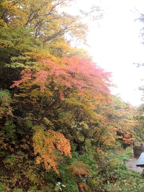 【紅葉情報10/13】大岩たぬき露天風呂の頭上です。