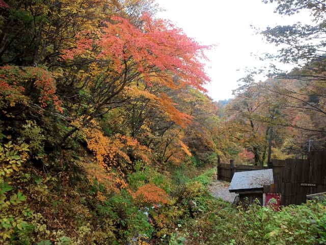 【奥白布紅葉情報10/16】大岩たぬき横の渓流“真っ盛り”