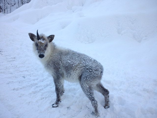 リアルかもしか必撮の極意！