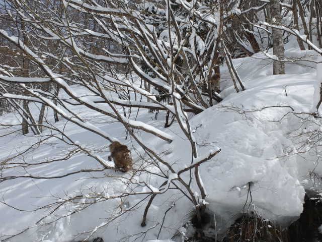 皆さまごきげんよう。ありがとう・・・　山奥の猿より