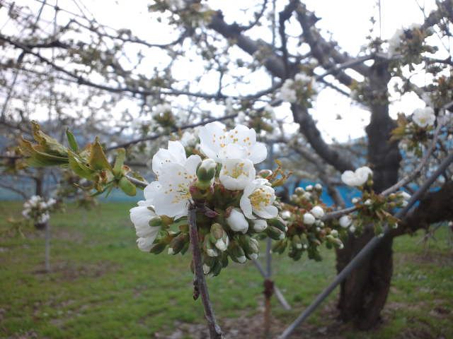 “さくらんぼ”の花