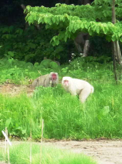 吾妻の“白猿よりも珍しい”吾妻のムンク猿！？