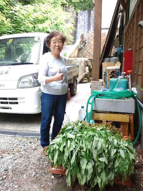 山菜ネェさん大漁旗！　ミズナ採ったどぉ（笑）