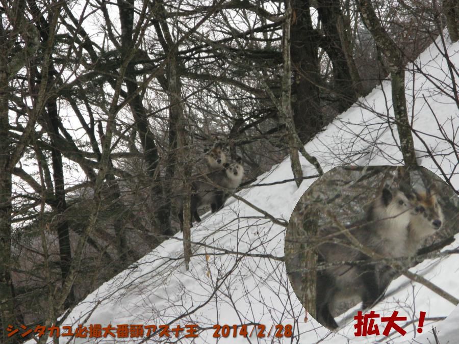 シンタカユ　宿前に、かもしか登場！