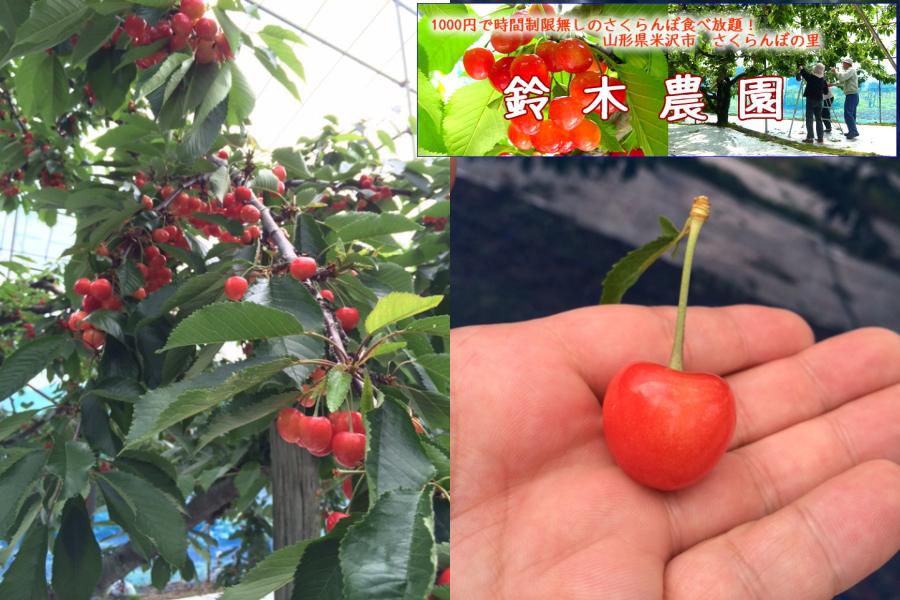 今年の♪さくらんぼ♪6/16～7/2【鈴木農園】豊作！