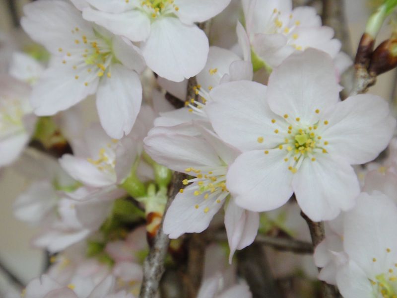 桜