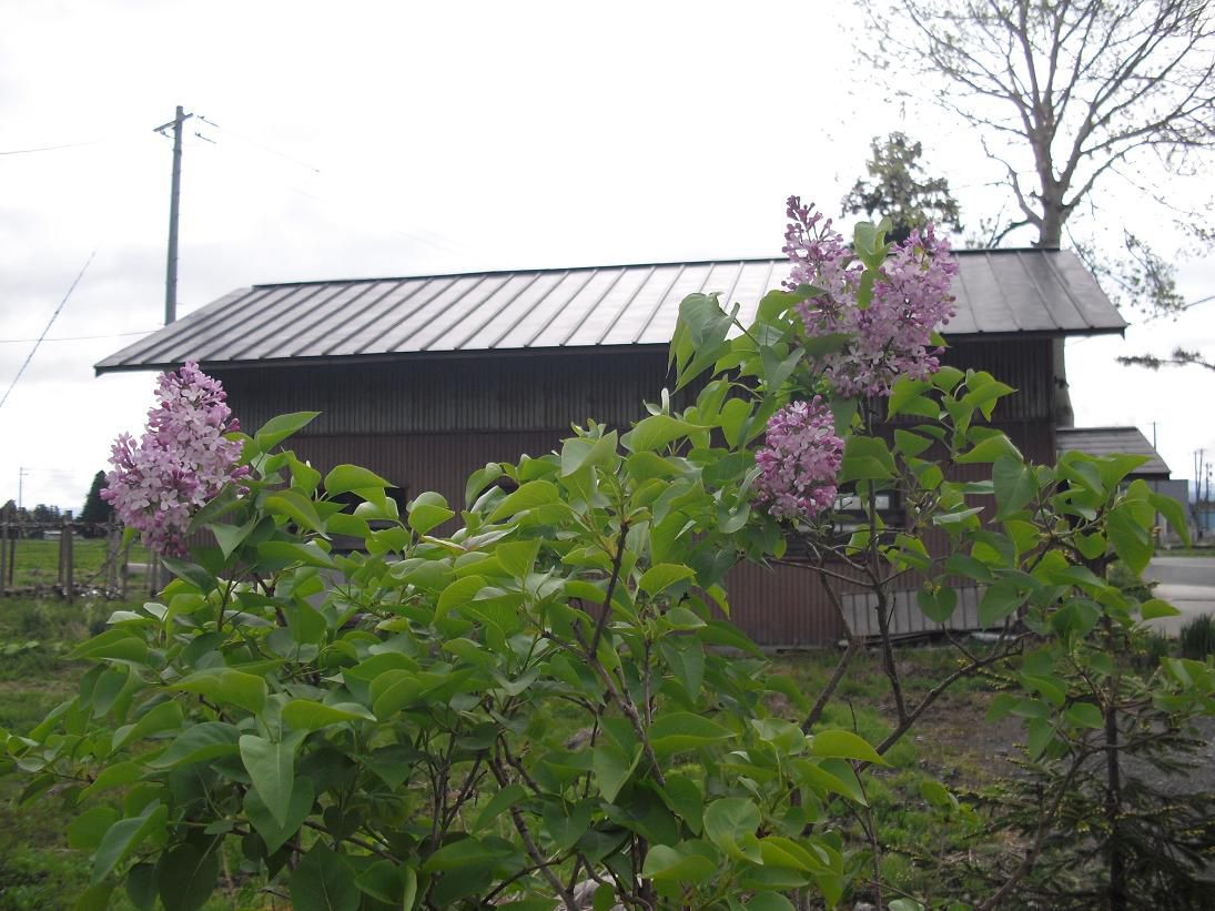 ライラックの花に重ねて