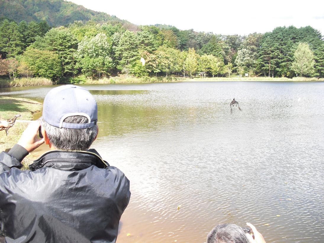 県の鳥「おしどり」の放鳥