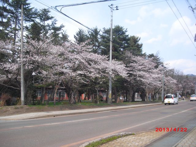住民主導のスポーツクラブ総会（長井小学校の桜ほころぶ）