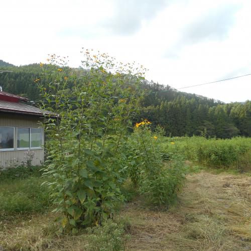 遅くなりましたが9月下期の日程（菊芋の花が咲き始めました）