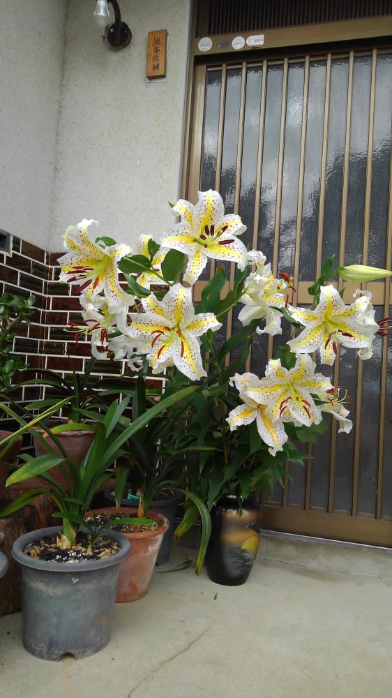 ヤマユリの花