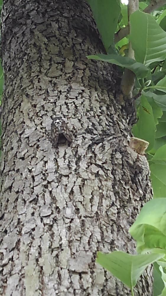 ようやく梅雨明けです。