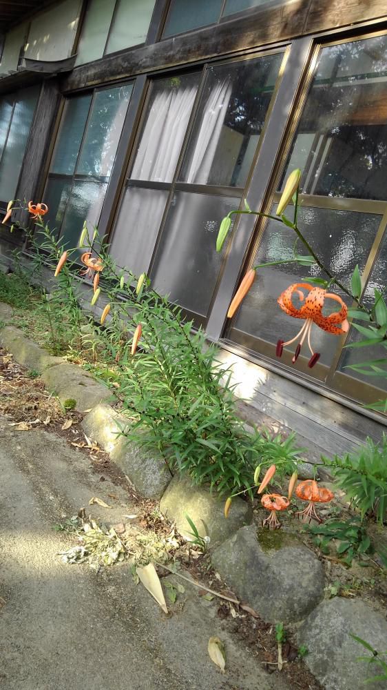 鹿の子百合も咲きました。