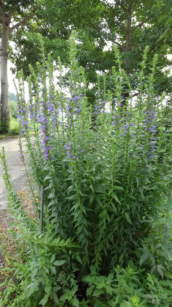 猛暑のなかでも立秋