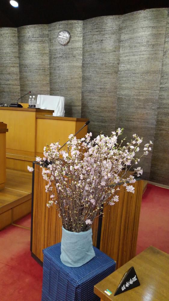 議場の桜
