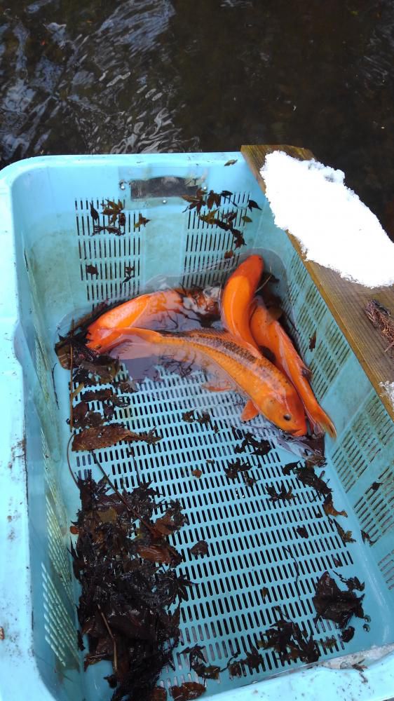 今月下期の予定