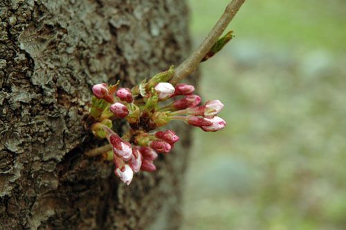 桜の咲くころ　薬師公園にて