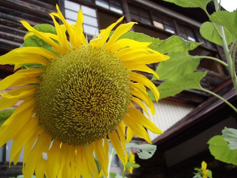 【朝日町夏のイベント】白い紙ひこうき大会(第八回)