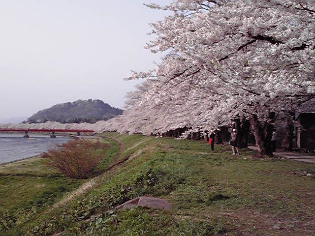 角館さくらまつり