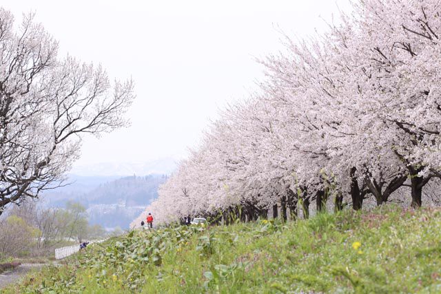 寒河江市~河川敷の桜(5月3日)