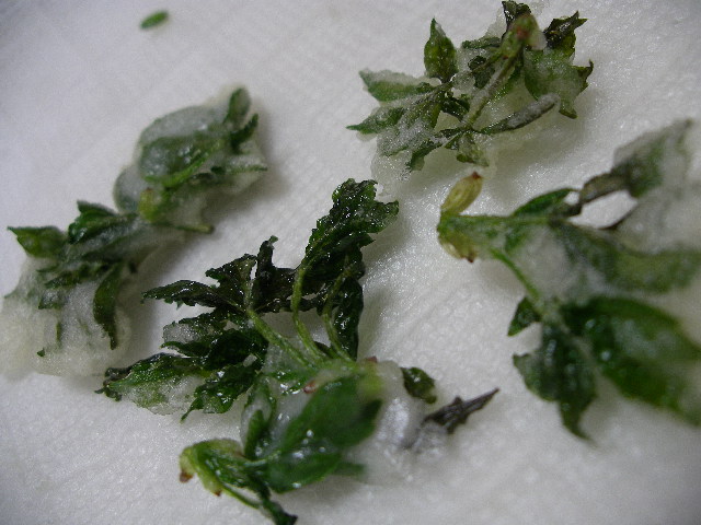 米沢で食卓に並ぶウコギは「ヒメウコギ」です。