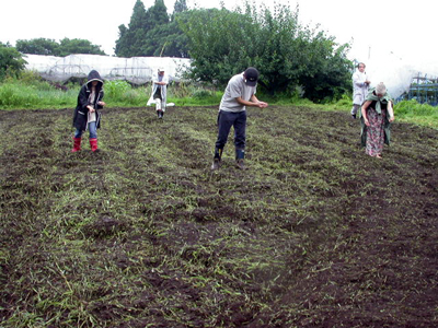 そばの実を蒔きました。