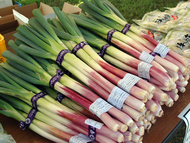 庄内の「赤ねぎ」はいかが？