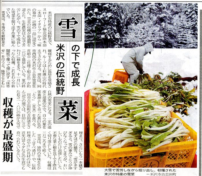 雪菜 収穫最盛期
